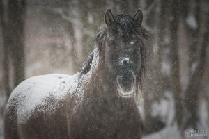 Sierść koni stanowi doskonałą izolazcję- Zdjęcie Marek Kowalewski
