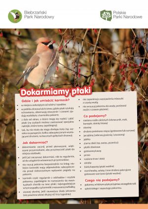 Zasady dokarmiania ptaków