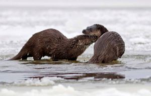 Dwie wydry bawiące się nad rzeką
