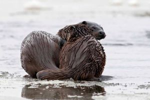 Dwie wydry bawiące się nad rzeką