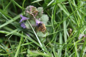 Pszczoła samotnica (porobnica) na kwiatach bluszczyka...