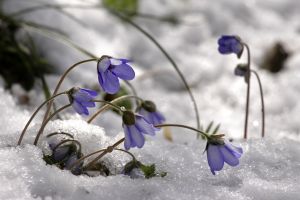 Kilka kwiatów przylaszczki wyrastających ze śniegu. Kwiaty i łodyżki lekko pochylone ku ziemi.