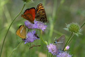 Owady: kilka motyli i chrząszcz na kwiatostanach świerzbnicy polnej.