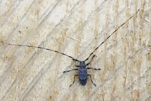 Tycz cieśla - szaro-niebieskawy chrząszcz z długimi czułkami, kilkukrotnie dłuższymi od reszty jego ciała. Ujęcie od góry...
