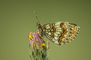 Przeplatka atalia