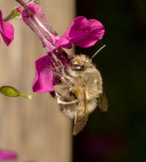 Porobnica wiosenna