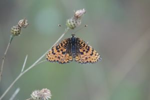 Przeplatka didyma
