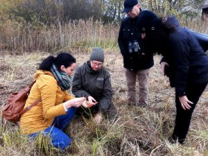 Cztery osoby na skoszonym turzycowisku. Dwie osoby przykucnięte oglądają z bliska jakieś rośliny. Dwie pozostałe stoją obok...