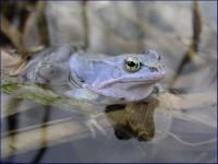 samiec żaby moczarowej (Rana arvalis) fot:C.Werpachowski