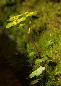 śledziennica skrętolistna (Chrysosplenium alternifolium)...