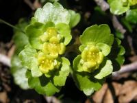 śledziennica skrętolistna (Chrysosplenium alternifolium)...