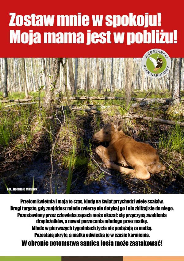 Plakat z apelem o nie dotykanie młodych ssaków napotkanych w terenie. W centrum mały łoszak leżący w olsie.