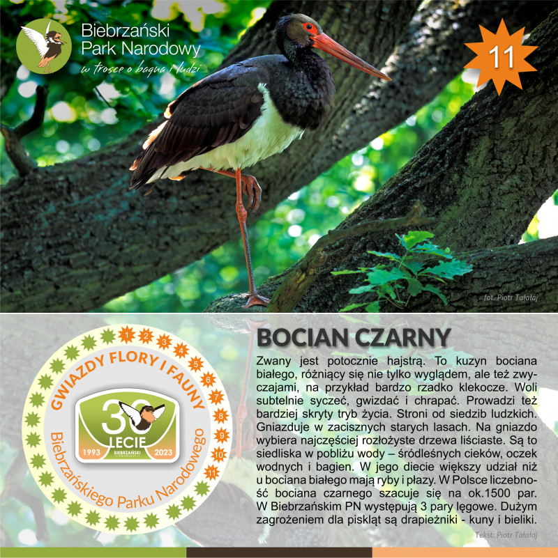 Plakat z bocianem czarnym stojącym na jednej nodze na konarze starego dębu. Pod zdjęciem opis bociana czarnego.