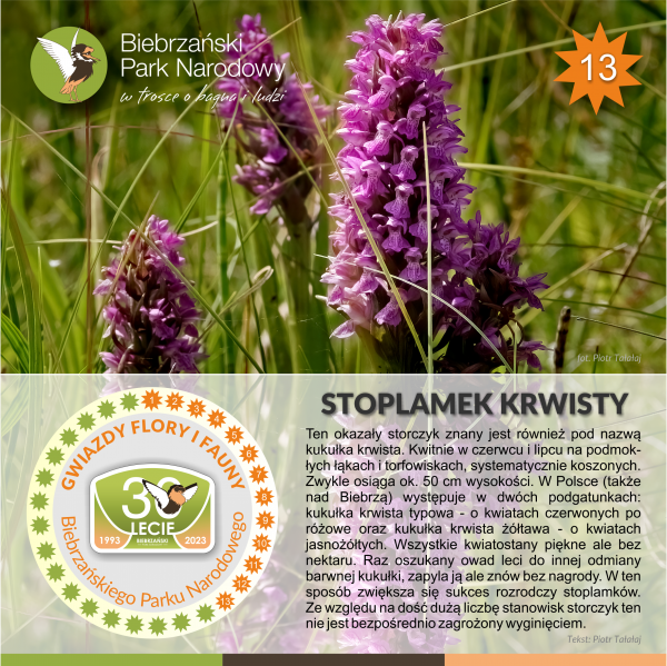 Plakat ze stoplamkiem krwistym Zdjęcie kilku kwitnących kłosów stoplamka i krótki opis gatunku.