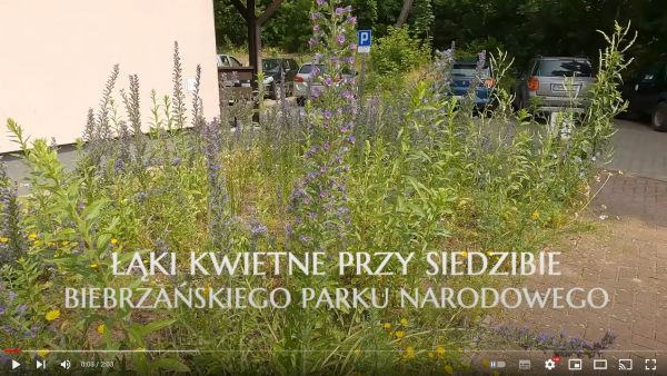 baner przekierowujący do filmu o łąkach kwietnych przy siedzibie Biebrzańskiego  Parku Narodowego.