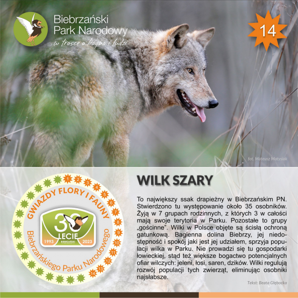 Plakat z wilkiem na zdjęciu i krótkim tekstem o tym gatunku.