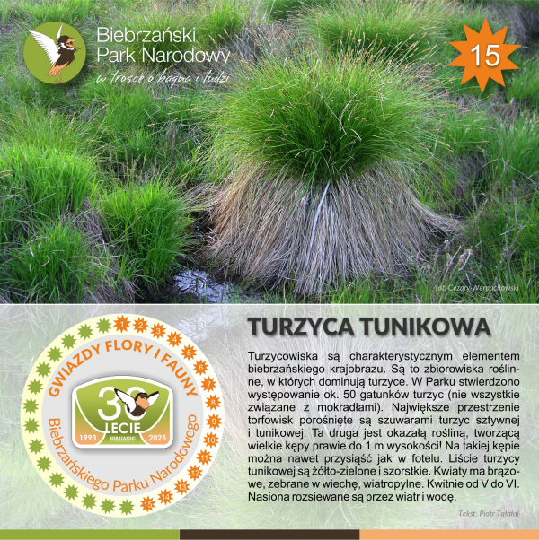 Plakat ze zdjęciem turzycy tunikowej i opisem turzyc biebrzańskich, a zwłaszcza - turzycy tunikowej.