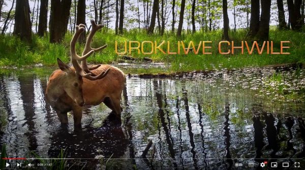 Baner przekierowujący do filmu. Na zdjęciu jeleń byk z porożem w scypule stojący w leśnym mokradle, w którym kwitną...