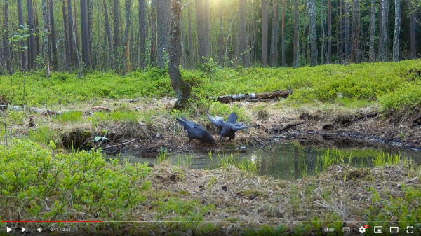Baner przekierowujący do filmu "Krucze oczko" z obrazem 2 kruków nad leśnym oczkiem wodnym.