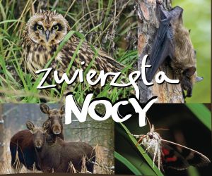 Zwierzęta Nocy