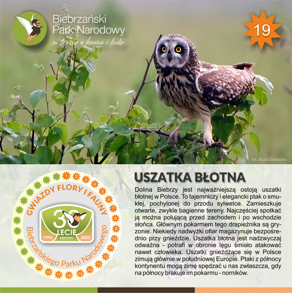 Plakat ze zdjęciem uszatki błotnej siedzącej na wygiętej gałęzi młodej brzozy. Pod zdjęciem krótki opis tego ptaka.