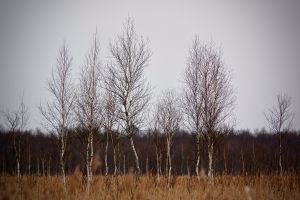 Biebrzańskia grupa młodych brzóz wyrastająca z trzcinowiska w jesiennej pochmurnej scenerii.