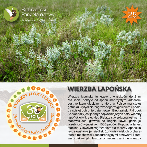 Gwiazdy_wierzba lapońska