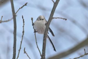 DSC_8412-DeNoiseAI-low-light