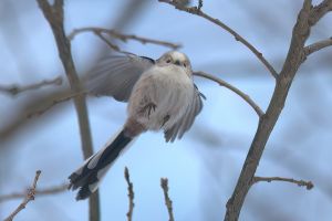 DSC_8413-DeNoiseAI-low-light