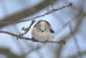 DSC_8418-DeNoiseAI-low-light