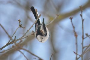 DSC_8422-DeNoiseAI-low-light