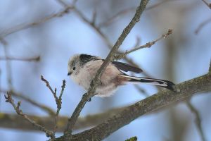 DSC_8423-DeNoiseAI-low-light