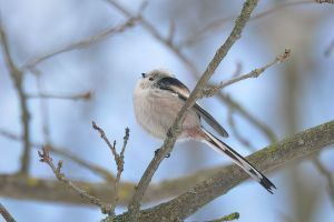 DSC_8424-DeNoiseAI-low-light