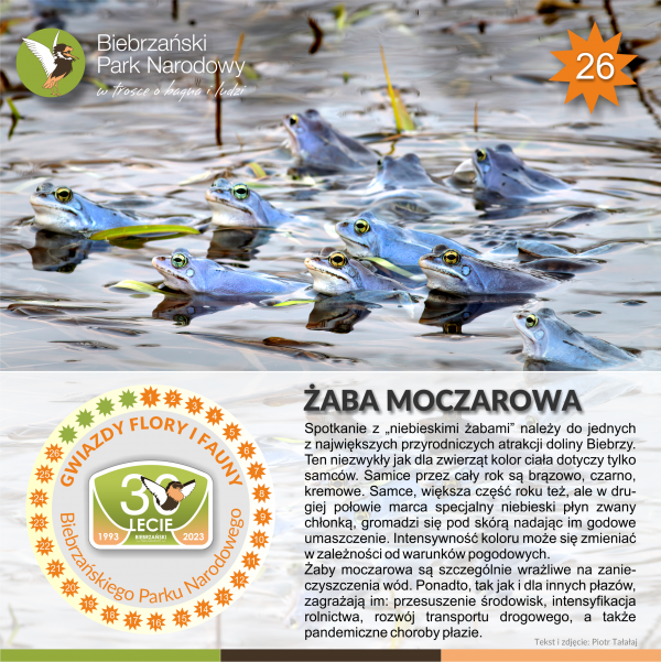 Gwiazdy_żaba moczarowa