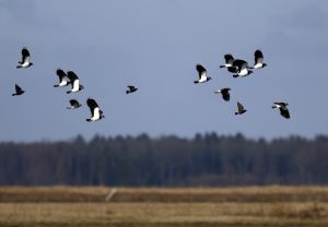 czajki_2_Fot. Piotr Tałałaj