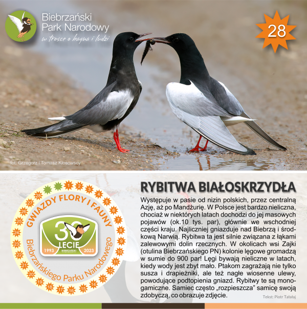 Gwiazdy_rybitwa białoskrzydła_cr