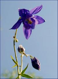 orlik pospolity (Aquilegia vulgaris) niebieskie na...