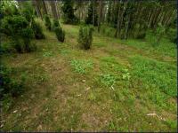 siedlisko arniki górskiej (Arnica montana) fot: c...