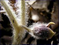 kopytnik pospolity (Asarum europaeum) kwiat fot: c...