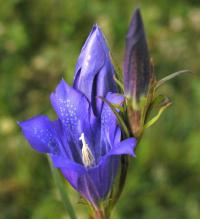 Kwiat goryczki wąskolistnej (Gentiana pneumonanthe) -...