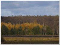 żółkną także niektóre drzewa "szpilkowe" - modrzewie fot: c.werpachowski