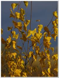 ostatnie żółkną liście na wierzchołkach brzóz fot: c.werpachowski
