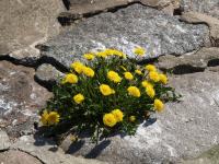 na betonie kwiaty nie rosną, ale mniszki owszem fot: c...