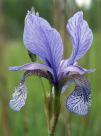 kwiat kosaćca syberyjskiego (Iris sibirica) w całej okazałości  fot: c. werpachowski