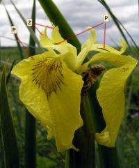 szczegóły budowy kwiatu kosaćca żółtego (Iris pseudoacorus); P - powabnia (lotnisko owadów), Z - znamię w formie...