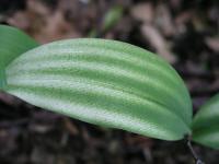 częściowy brak chlorofilu w liściu konwalii majowej (Convallaria majalis) - albinizm u roślin   fot. c. werpachowski