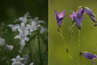 dzwonek rozpierzchły (Campanula patula) z lewej forma "nienormalna" o białych kwiatach; z prawej "normalna" fot: c...