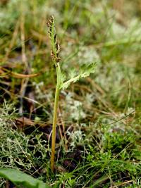 podejźrzon marunowy (Botrychium matricariifolium) to co...