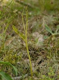 podejźrzon marunowy (Botrychium matricariifolium)...