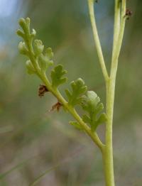 podejźrzon marunowy (Botrychium matricariifolium) część...